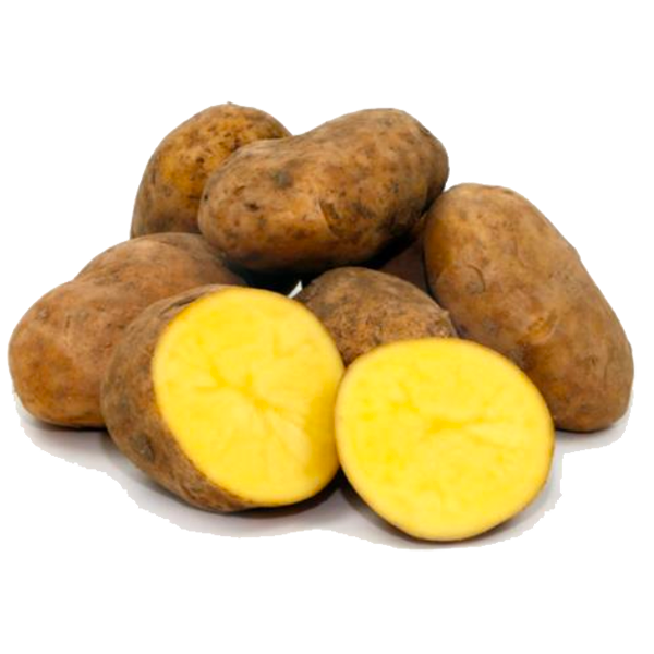 Patata agria Patatas agria, las mejores patatas para freir. Patatas para hacer patatas fritas crujientes o chips, las más buscadas por los churreros de Cataluña.