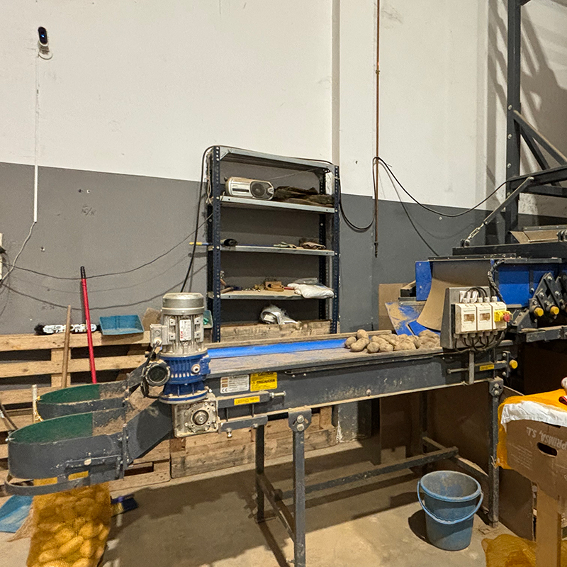 Selección y limpieza de la patata clasificando segun variedad o calibre