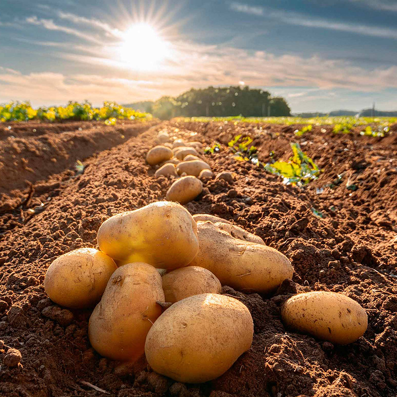 Las mejores patatas Mayoristas de alimentación en Cataluña, distribuidores de las mejores patatas agria para elaboracion de chips artesanles
